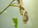 Eupithecia venosata: durchschimmernde Raupe. Manchmal lebt die Raupe in der Kapsel gemeinsam mit einer Noctuiden-Raupe.