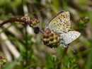 Lycaena tityrus (Brauner Feuerfalter / CH FR Jaun In den Rissen 1177 m, 28. 05. 2015 