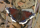 Nymphalis antiopa (Trauermantel) / CH BE Hasliberg 1050 m, 17. 04. 2006