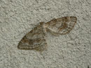 Hydrelia sylvata (Braungestreifter Erlenspanner) / GEOMETRIDAE/Larentiinae (Spanner)