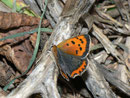 Lycaena phlaeas (Kleiner Feuerfalter) / CH TI Gandria 380 m, 01. 04. 2011