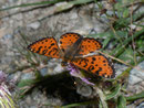 Melitaea didyma (Roter Scheckenfalter, Männchen) / NYMPHALIDAE/Tribus Melitaeini (Edelfalter)
