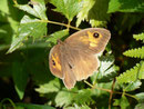 Maniola jurtina (Grosses Ochsenauge, Weibchen) / CH BE Hasliberg 1050 m, 126. 08. 2014