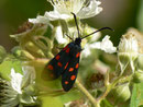 Zygaena transalpina (Hufeisenklee-Widderchen) / CH BE Hasliberg 1060 m, 22. 06. 2014