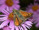 Hesperia comma (Kommafalter) / HESPERIIDAE (Dickkopffalter)