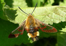 Hemaris fuciformis (Hummelschwärmer) / SPHINGIDAE (Schwärmer)