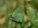 Callophrys rubi (Brombeer-Zipfelfalter) / CH BE Hasliberg 1050 m, 11. 04. 2014