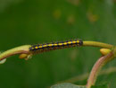 Callimorpha dominula (Schönbär) / CH BE Hasliberg 1070 m, 24. 09. 2019