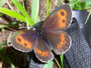 Erebia euryale f. adyte (Rotgestreifter Rundaugen-Mohrenfalter, Weibchen) / NYMPHALIDAE/Tr. Erebiini (Edelfalter)
