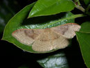 Idaea degeneraria (Zweifarbiger Doppellinien-Zwergspanner) / GEOMETRIDAE/Sterrhinae (Spanner)