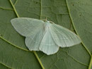 Hemistola chrysoprasaria (Waldreben-Grünspanner) / GEOMETRIDAE/Geometrinae (Spanner)