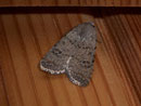 Paradrina clavipalpis (Heu-Staubeule) / NOCTUIDAE (Eulen)