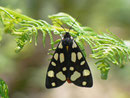 Arctia villica (Schwarzer Bär) / ARCTIIDAE/Arctiinae (Bärenspinner)