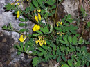 Hippocrepis emerus (Fabaceae)