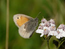 Coenonympha pamphilus (Kleines Wiesenvögelchen) / CH VS Ulrichen 1346 m, 21. 09. 2015