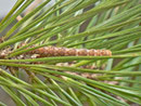 Peribatodes secundaria (Nadelholz-Rindenspanner, gefundene Raupe, an Pinus) / CH BE Hasliberg 1050 m, 06. 06. 2013