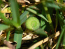 Maniola jurtina (Grosses Ochsenauge, Jungräupchen) / CH BE Hasliberg 1050 m, 27. 05. 2015