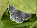 Cupido argiades (Kurzschwänziger Bläuling) / LYCAENIDAE/Polyommatini (Bläulinge)