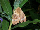 Lasiocampa quercus (Eichenspinner) / CH GR Marmorera-Stausee, 13. 07. 2007