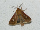Cerapteryx graminis (Dreizack-Graseule) / NOCTUIDAE (Eulen)