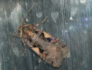 Xestia c-nigrum (Schwarzes C) / CH BE Hasliberg 1050 m, 16. 08. 2020