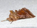 Autographa jota (Jota-Silbereule) / NOCTUIDAE