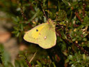 Colias croceus (Postillon) / CH BE Hasliberg 1050 m, 30. Dezember 2015