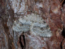 Venusia cambrica (Ebereschen-Bergwaldspanner) / GEOMETRIDAE/Larentiinae (Spanner)