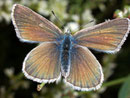 Polyommatus damon (Grünblauer Bläuling,Weibchen) / LYCAENIDAE/Polyommatini (Bläulinge)