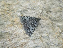 Orenaia alpestralis / CRAMBIDAE/Evergestinae (Zünsler)