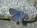 Plebejus trappi /LYCAENIDAE/Polyommatini (Bläulinge)