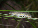 Eilema palliatella (Ockergelber Flechtenbär) / CH VS Felsensteppe 1000 m, 30. 07. 2007