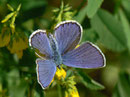 Plebejus argyrognomon (Männchen) / LYCAENIDAE/Polyommationi (Bläulinge)