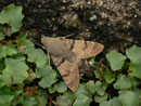 Macroglossum stellatarum (Taubenschwänzchen) / CH BE Hasliberg 1150 m, 20. 09. 2015