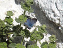 Glaucopsyche melanops (Weibchen) / LYCAENIDAE/Polyommationi (Bläulinge)