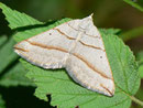 Scotopteryx luridata (Braungrauer Wellenstriemenspanner) / GEOMETRIDAE/Larentiinae (Spanner)