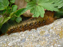 Lasiocampa quercus (Eichenspinner, erwachsene Raupe) / CH BE Hasliberg 1050 m, 16. 05. 2013