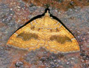 Camptogramma bilineata (Ockergelber Blattspanner) / CH BE Hasliberg 1100 m, 23. 06. 2011