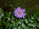 Scabiosa columbaria (Gemeine Skabiose) / Dipsacaceae