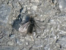 Ptilocephala plumifera (Fächerfühler-Sackträger) / CH VS oberhalb Salgesch 751 m, 22. 03. 2013