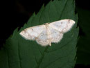 Idaea biselata (Breitgesäumter Zwergspanner) / GEOMETRIDAE/ Sterrhinae (Spanner)