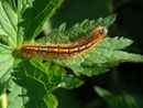 Malacosoma alpicola (Alpiner Ringelspinner) / CH BE Hasliberg 1300 m, 11. 06. 2014