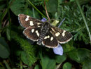 Eurrhypis pollinalis / CRAMBIDAE (Zünsler)