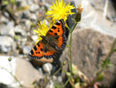 Aglais urticae (Kleiner Fuchs) / CH BE Hasliberg 1060 m, 20. 06. 2016