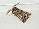 Tholera decimalis (Weissgerippte Lolcheule) / NOCTUIDAE (Eulen)