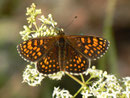 Melitaea athalia (Wachtelweizen-Scheckenfalter, Männchen) / CH BE Hasliberg 1075 m, 28. 06. 2012