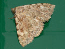 Metachrostis spec./ NOCTUIDAE (Eulen)