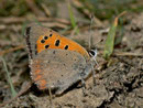 Lycaena phlaeas (Kleiner Feuerfalter) / CH GR Surselva Oberalppass Val Val 1983 m