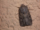 Luperina testacea (Lehmfarbige Graswurzeleule) / NOCTUIDAE (Eulen)