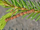 Peribatodes secundaria (Nadelholz-Rindenspanner, gefundene Raupe, für Foto an Fichte) / CH BE Hasliberg 1050 m, 05. 06. 2013